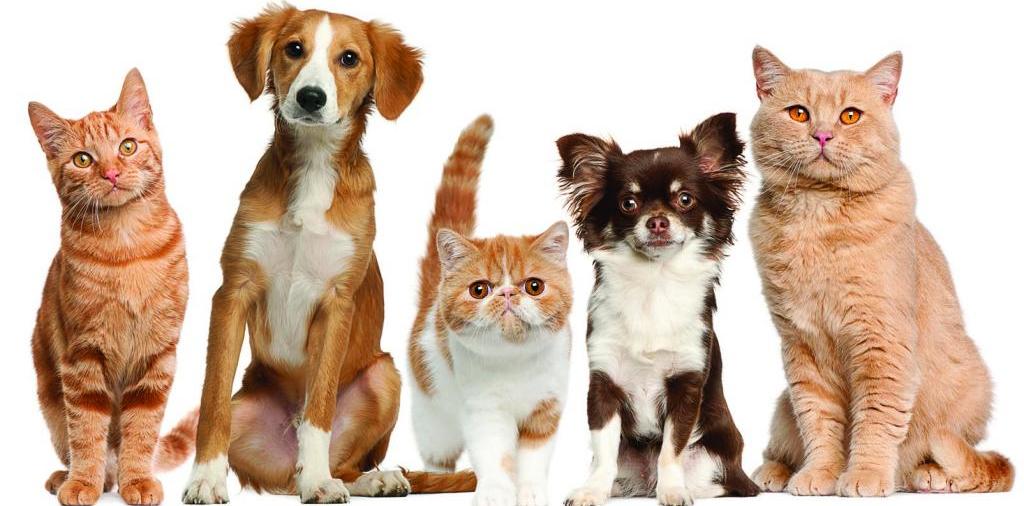 Доска объявлений о животных | ЗооТом - продажа, вязка и услуги для животных в Белозерске