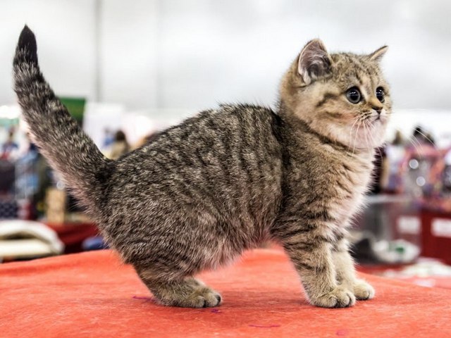 Породы кошек в Белозерске | ЗооТом портал о животных