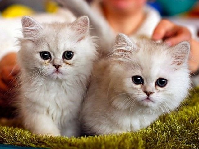 Породы кошек в Белозерске | ЗооТом портал о животных