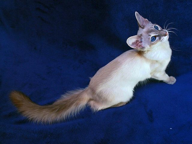 Выведенные породы кошек в Белозерске | ЗооТом портал о животных