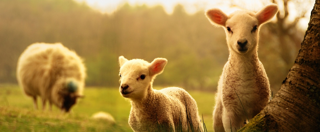 Объявления о сельскохозяйственных животных | ЗооТом - продажа, вязка и услуги для животных в Белозерске
