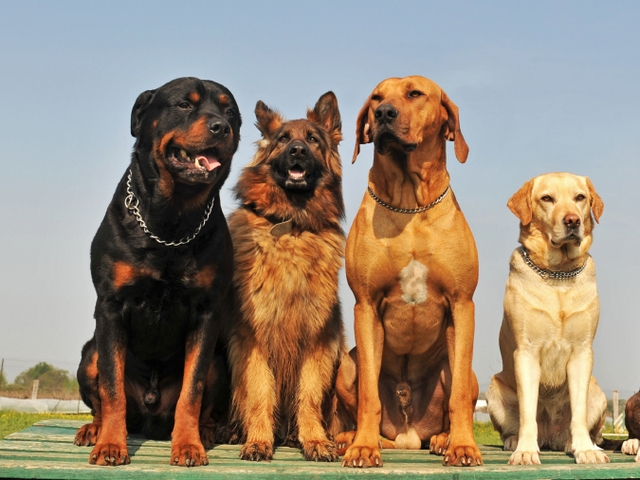 Крупные породы собак в Белозерске | ЗооТом портал о животных